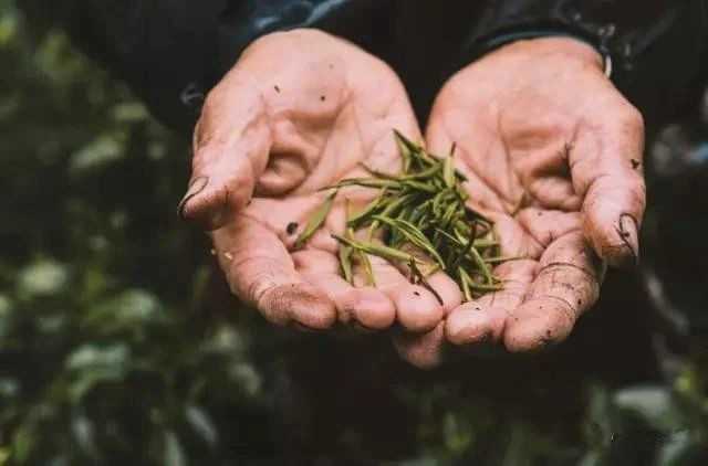 骏德茶业•四月茶香，不负春光不负茶