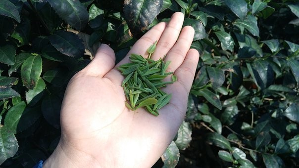 春茶放半个月再喝