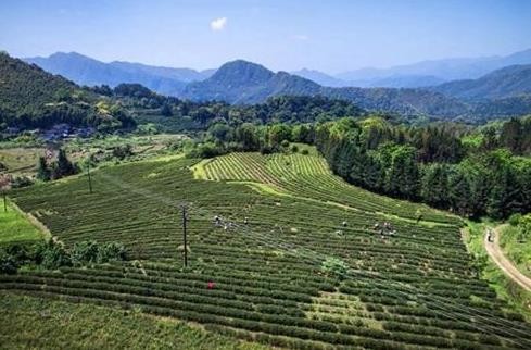 顺昌宝山：一年一度的高山云雾岩茶开采