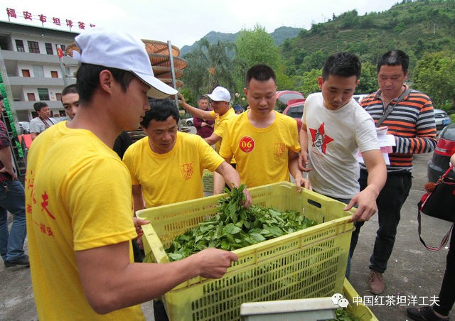 全国255位评茶高手下周将在武夷山“评茶论道”