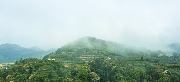 江西省领导在武夷山考察茶产业