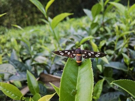 确保消费者买到货真价实的武夷茶 武夷山市“认标购茶”工作稳步推进