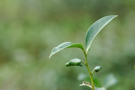 茶香四溢 漳州推4条“茶乡游”精品线路