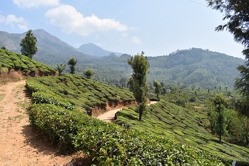 喝茶越来越流行 名茶虽然多为何选择却犯难？