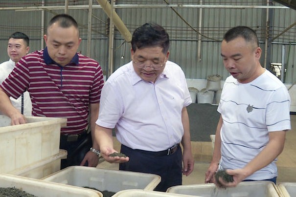 海峡两岸茶业交流协会会长陈绍军到政和县调研