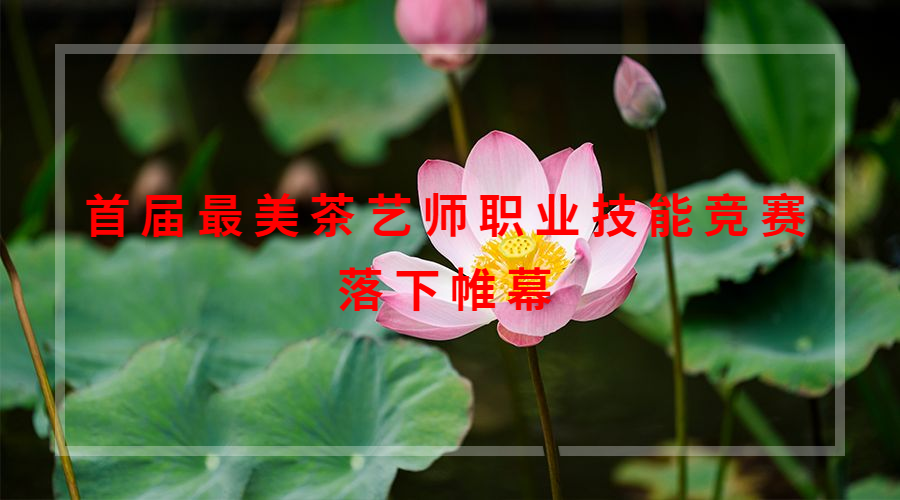 首届最美茶艺师职业技能竞赛落下帷幕