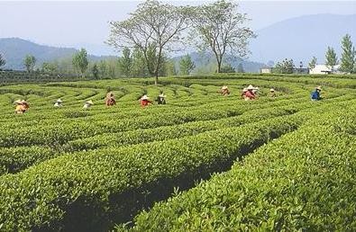 浦城县评选出十佳“醉美茶山”