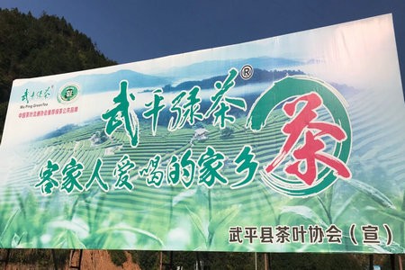 加快“武平绿茶”提质增效的步伐 |龙岩调研