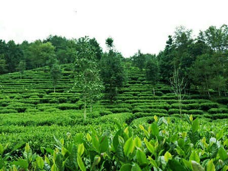 茶行业复工指南！福建各地政府的防疫措施有哪些