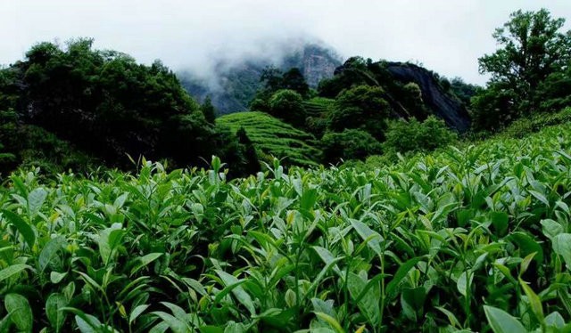 海峡两岸茶业交流协会致茶界同仁的建言书