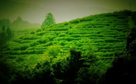 白茶护卫队：守白茶品质之成果 立生态茶园之准则