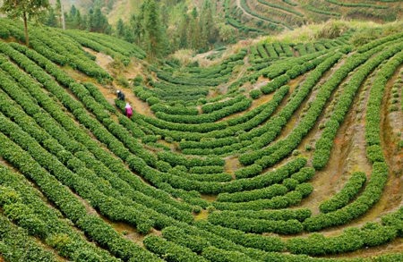 春茶开采！竹管垅茶农10天“摘”2千多