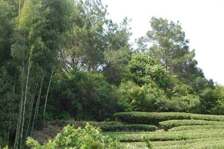 柘荣：住乡联村沉一线 助力当地茶叶生产