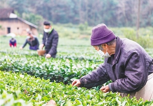 湖北长阳县：今年采春茶“特事特办”