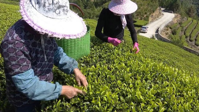 福建永泰：明前茶上市，春茶产量降低