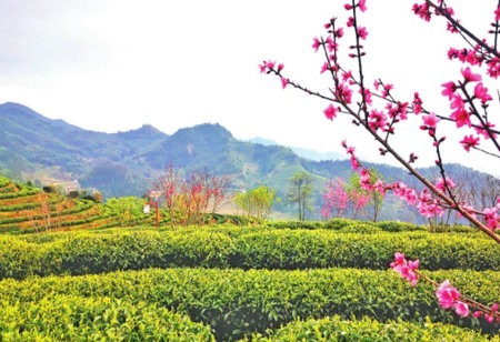 竹管垅：茶乡花海，茶旅融合发展开拓乡村振兴新途径