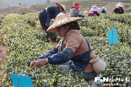 永泰深度挖掘茶文化，打造特色茶旅小镇