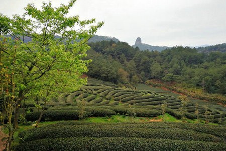 悠悠八闽，茶香四溢。如何擦亮茶叶名片，助力茶业第二次腾飞？中国移动信息化“助手”有妙招