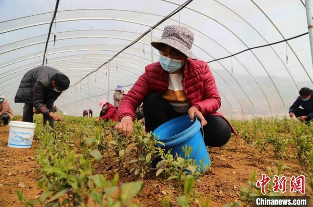  中国最北端茶区泰山女儿茶进入采摘季