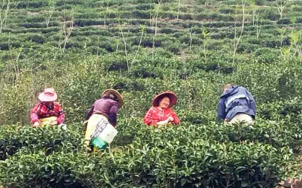 政和茶青收购进入繁忙季节