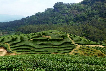 武夷山：开设茶叶网络教学课堂 提升茶农生产技术