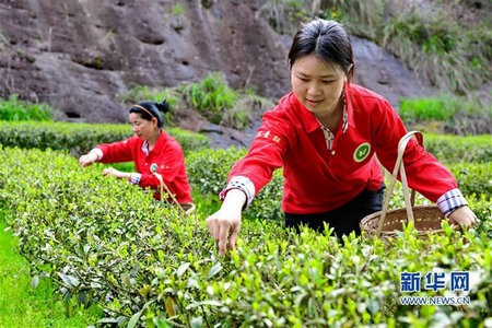  福建武夷山：采摘春茶