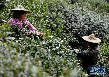 福建武夷山：金骏眉进入采摘制茶季