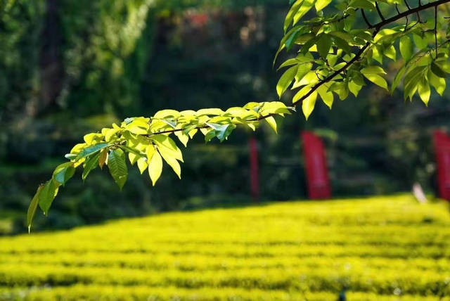 武夷山全面拉开春茶季序幕