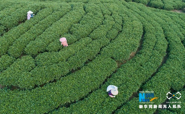 福建诏安：八仙山下采春茶