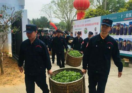 武夷春茶制茶大赛如约而至 茶企基本复工