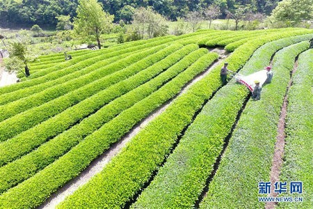 福建南平：“圆梦村”产业振兴之路