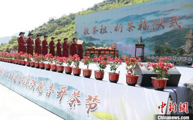 “铁观音之乡”福建安溪举办开茶节：敬茶祖 祈茶福