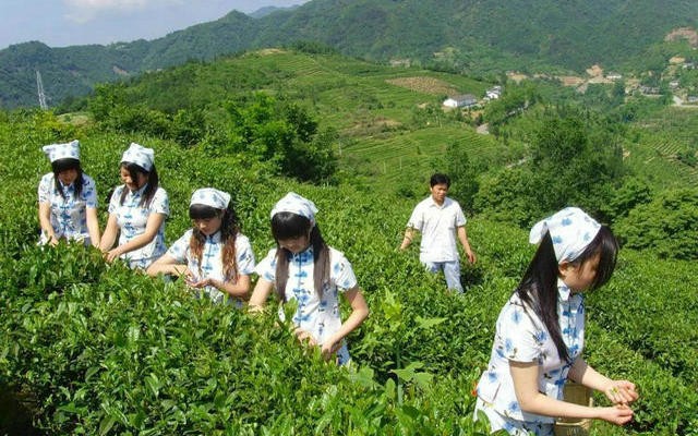 【带您走进湖北茶】生态竹溪 茶缘之地