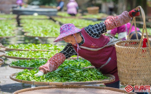 五一劳动节，福州闽侯大义茶场的茶农将新采摘的茶叶摊晾晒青