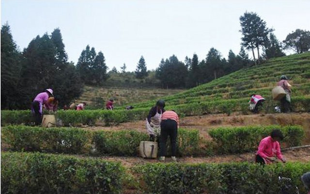 绿茶之乡建起扶贫车间，农户“务工”“务农”两不误