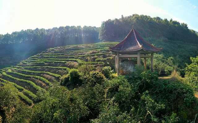 建瓯：振北苑贡茶雄风正其时