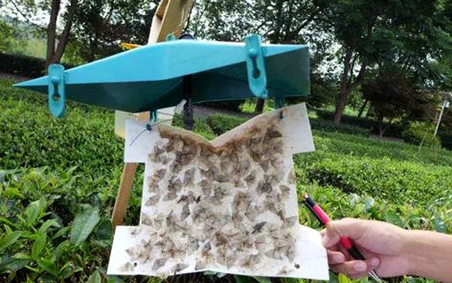 中国农业科学院茶叶研究所推介成果--茶树鳞翅目害虫性诱剂