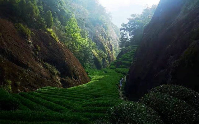 怎么区分武夷岩茶的正岩、半岩、洲茶？