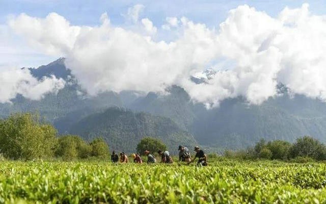 “解密”西藏茶产业