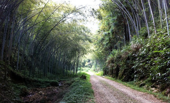 建阳黄坑镇：高山孕好茶 茶好不愁销