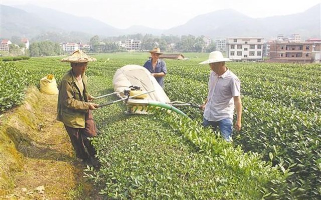 茶叶飘香暖人心--龙华镇发展特色农业助力脱贫