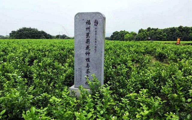 福州茉莉花茶，一杯与众不同的味道