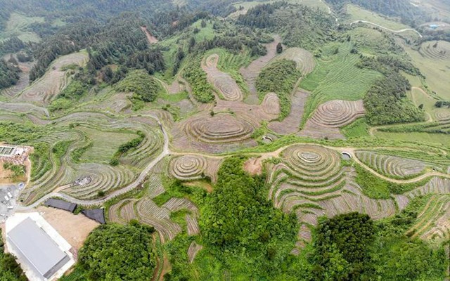 一片茶叶带来古丈苗寨无限“钱景”