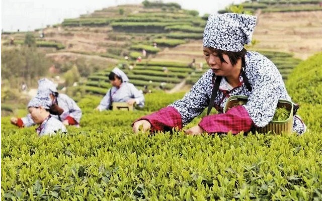 宁德市柘荣县高山白茶：区域公共品牌的破局之路