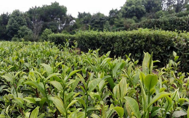 八闽大地千百韵--福建特色小品种茶征集活动圆满落幕