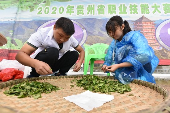 贵州习水：以茶会友 传承制茶技艺