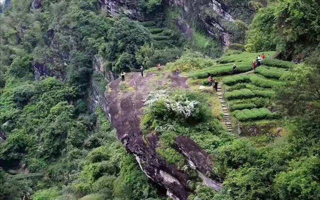 福建武夷山：推出“四大保障”，为茶产业高质量发展蓄力加码