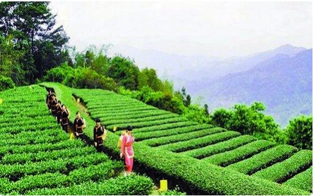 漳州官畲村：种植铁观音摘掉“赊村”贫困帽