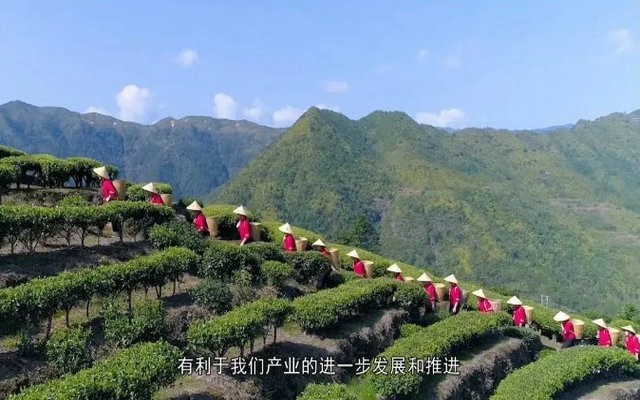 “寿宁高山茶”生态硒锌系列团体标准通过专家审定！