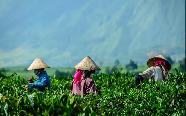 2020年各国茶叶进出口情况分析---越南篇